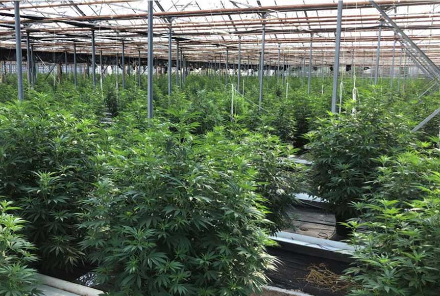 High CBD Tea and Trims