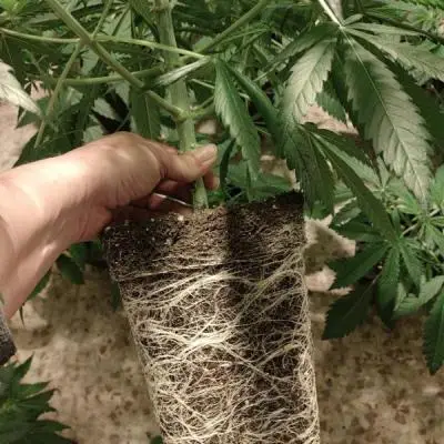 1ab3da59de66f57ca24d379046fd01b6