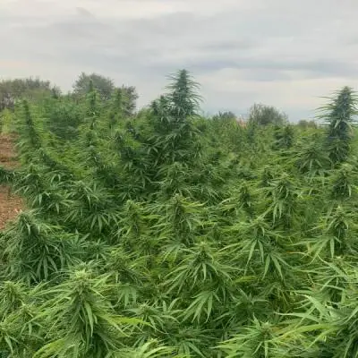 6a30316560999a65b8e3b9daeb737f70