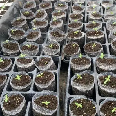 Fd12717cf36bf4a5218b8a696b446e51