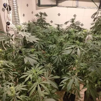 C401ac6137ab21e7f00f69d0341d36ee