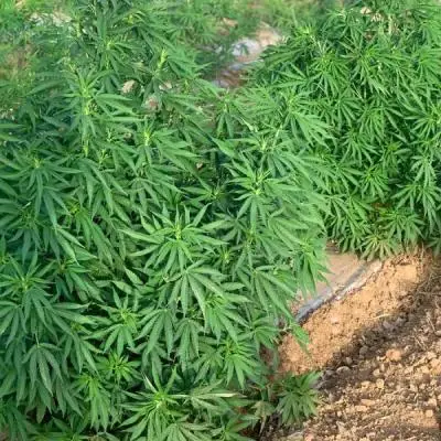 9efd7ada2509dd93839e4ea5b38d9bd9