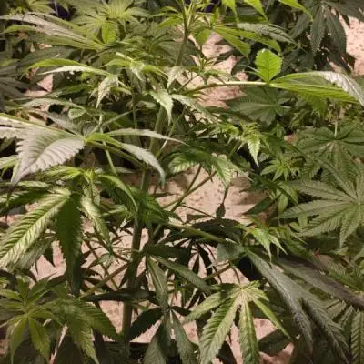 A4eee6deef2e460c746313a4c9b380ab