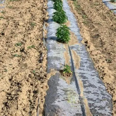 017368b0937d3e38f5286c68f125df45