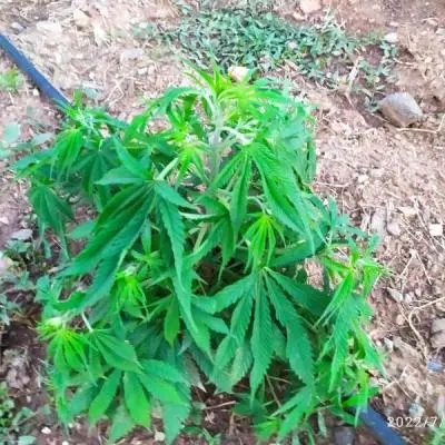 E68849f5b1fda9466f1b38368a5e4444