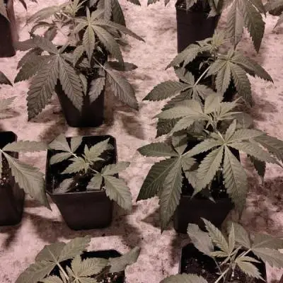 Dad1352eda99ff912d7793946a60248b