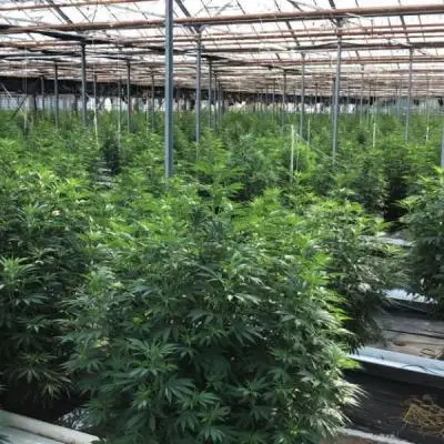 5c8aa6c071933cbcaee08b6ce61069c2