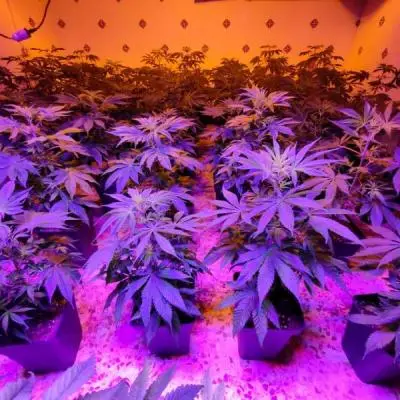 49c6d95775d26f5703c8c35d5dc5d6f5