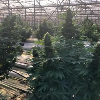 3ca910db385dd2508fb3fecd08412439